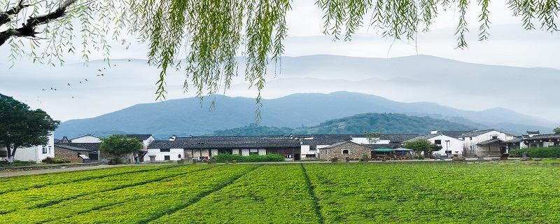 什么又绿江南岸 第1张