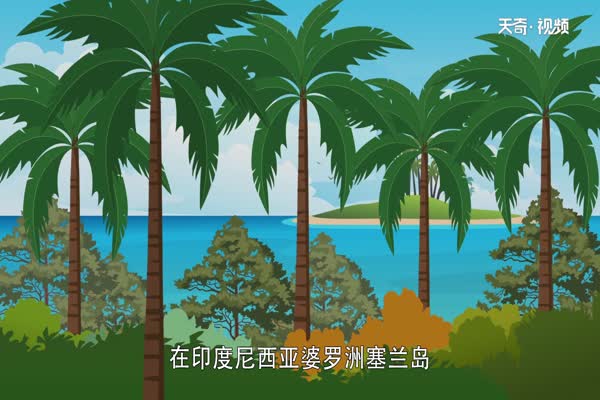 西米露是什么 第2张