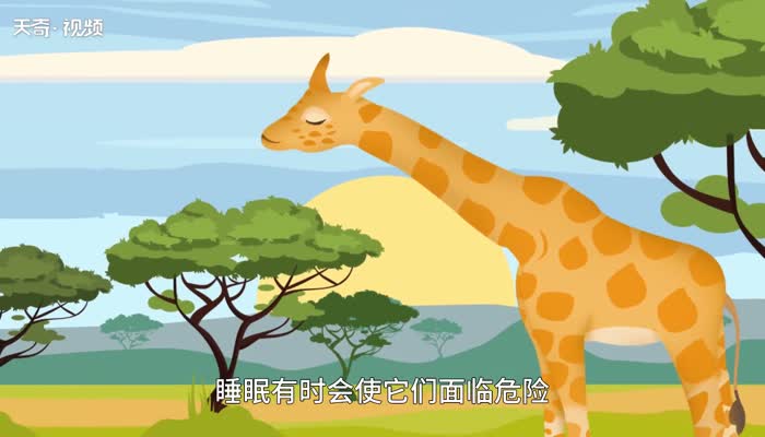 长颈鹿每天睡多长时间 第1张
