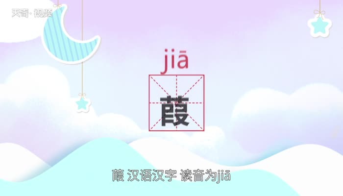 葭怎么读
