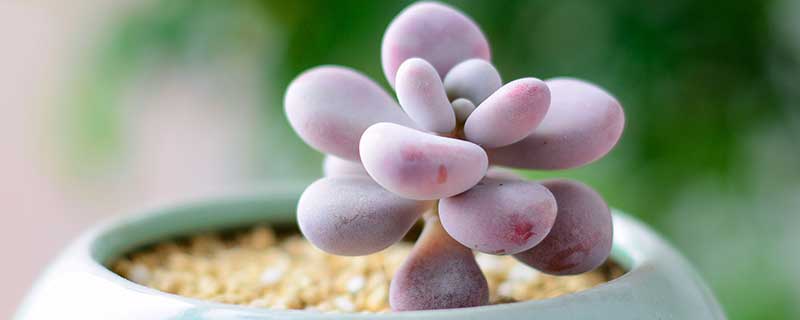 多肉植物怎么养 第1张