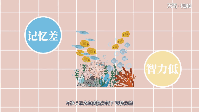 鱼的记忆真的只有七秒吗 第1张