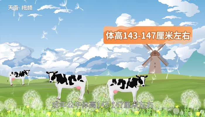 奶牛分公母吗